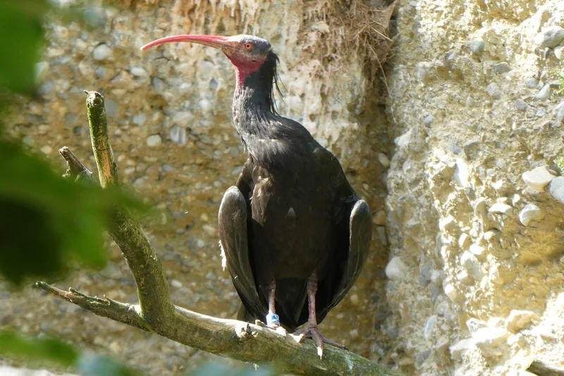 Menaces et conservation : pourquoi cet oiseau est en danger