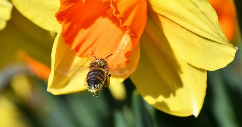 Le revers écologique : que valent vos jonquilles pour les insectes ?