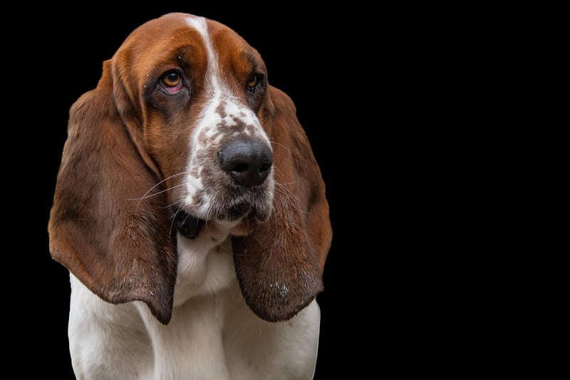Basset artésien normand : le petit chien de chasse au grand cœur