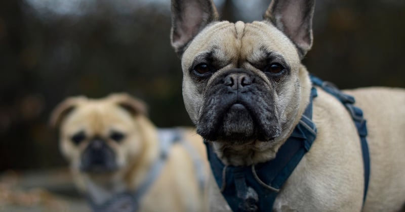 Bouledogue français : 7 inconvénients à connaître avant d'adopter