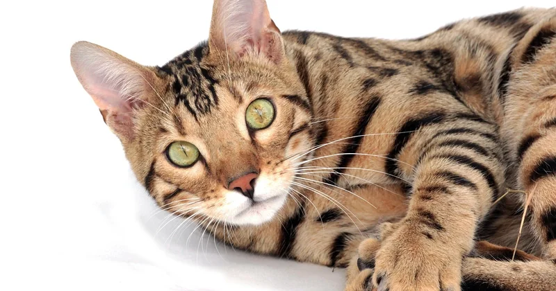 Chat du Bengal taille : à quoi faut-il vraiment s'attendre ?