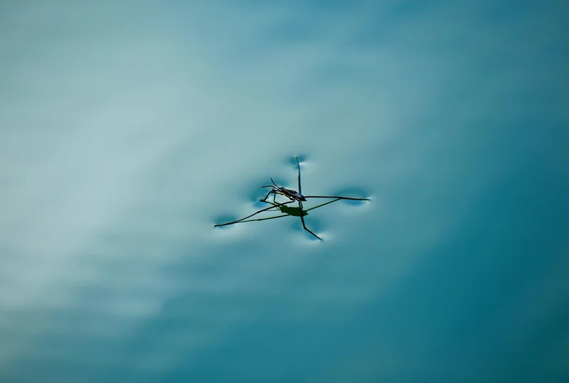 Alimentation et reproduction : le cycle de vie d’un insectivore aquatique