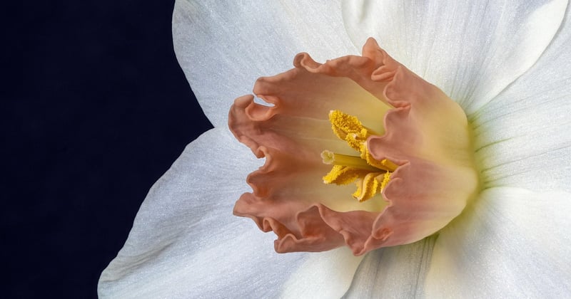 Jonquille : plantation, floraison et conseils pour un jardin éclatant au printemps