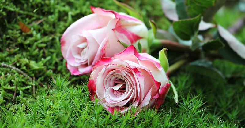 Mousse florale : le secret d’un jardin éclatant sans effort