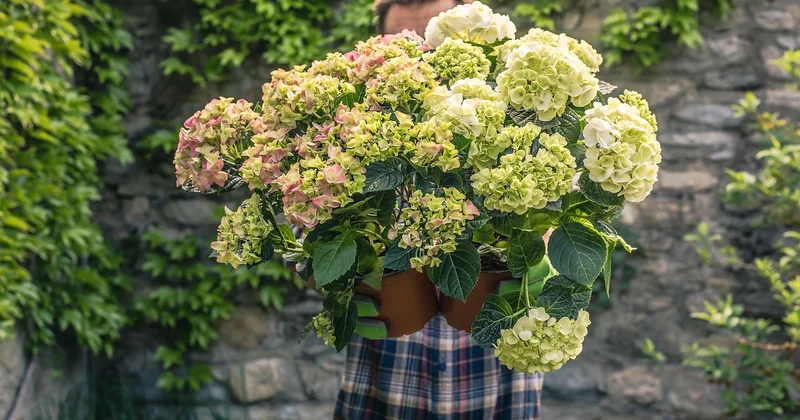 Planter un hortensia sans le condamner