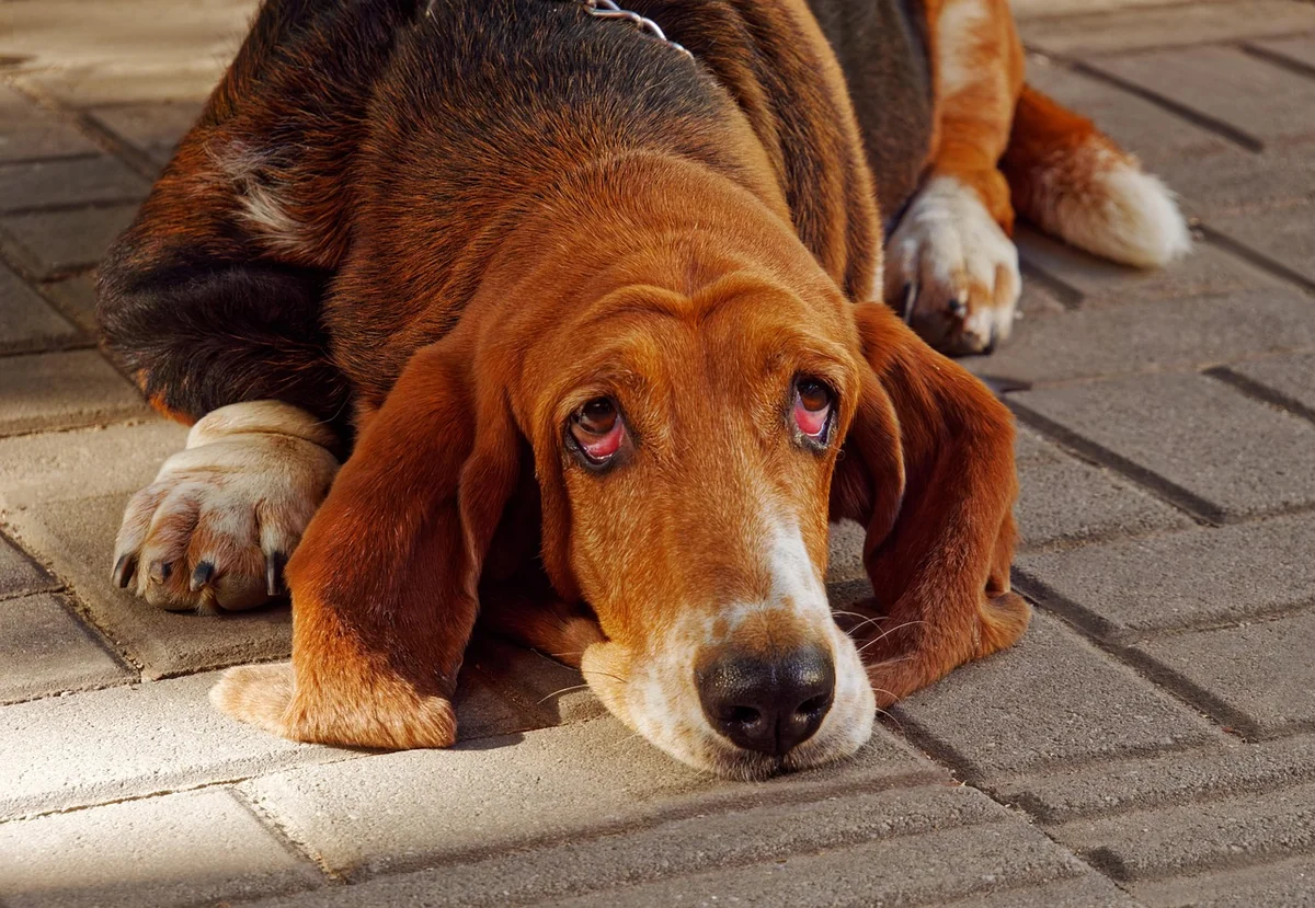 Basset artésien normand vs Basset Hound : arrêtons la confusion