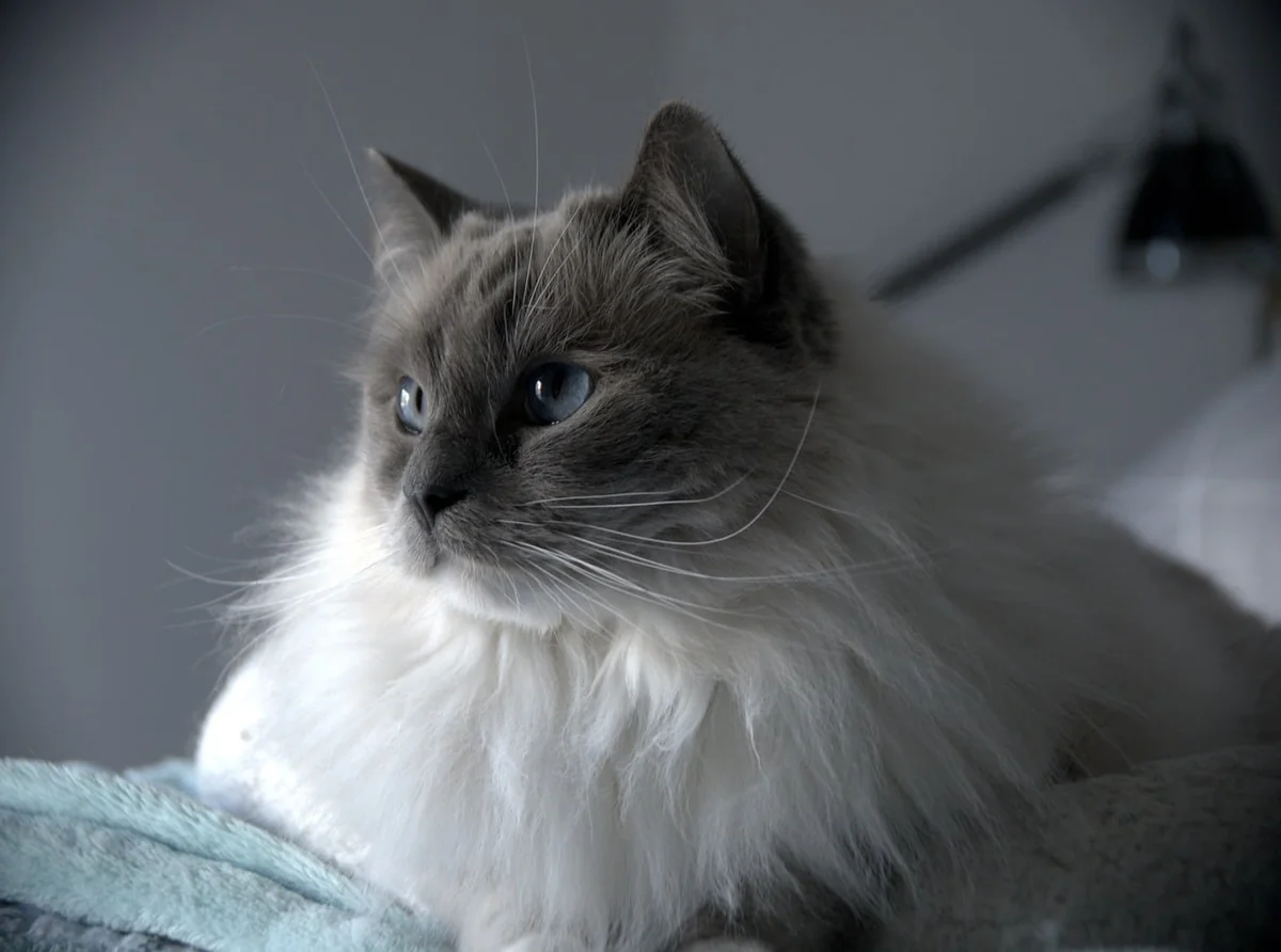 Découvrez le prix des chats ragdoll en 2026 : tendances et conseils d'achat