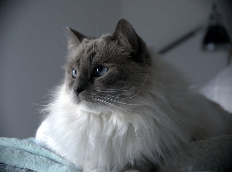 Découvrez le prix des chats ragdoll en 2026 : tendances et conseils d'achat