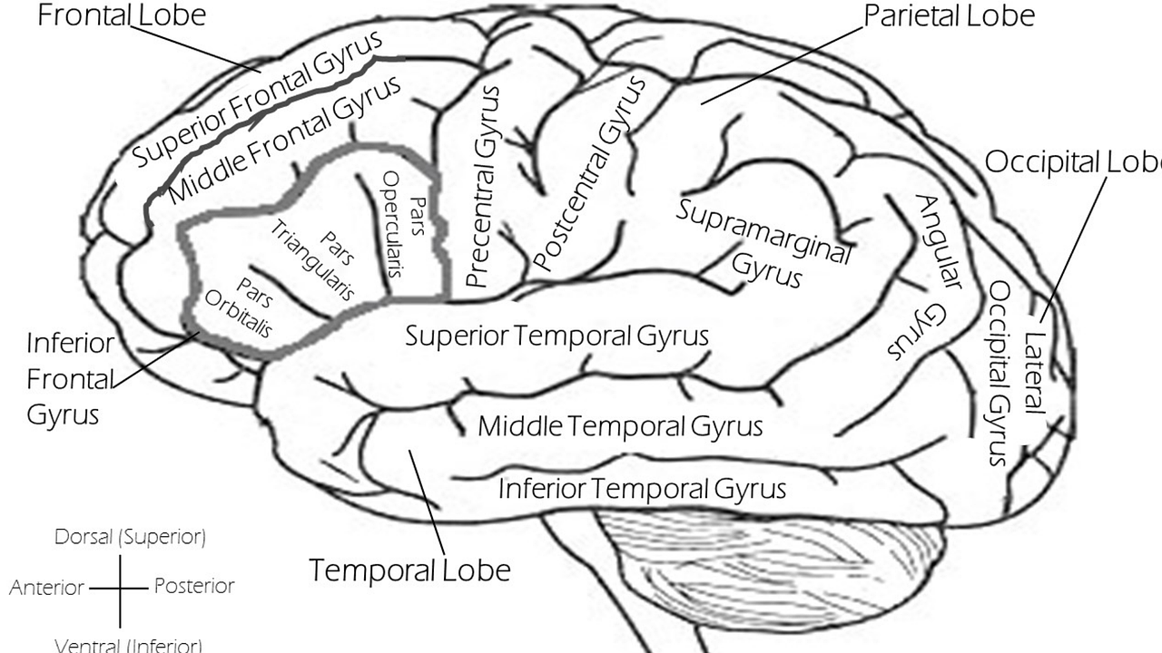 Lobes multiples : Comprendre leurs causes, diagnostics et traitements