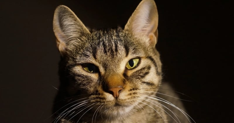 Chat du Bengal : 10 choses à savoir avant d'adopter ce félin