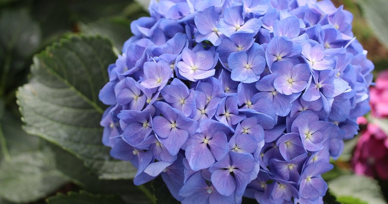 Hortensia : le guide ultime pour des fleurs éclatantes au jardin