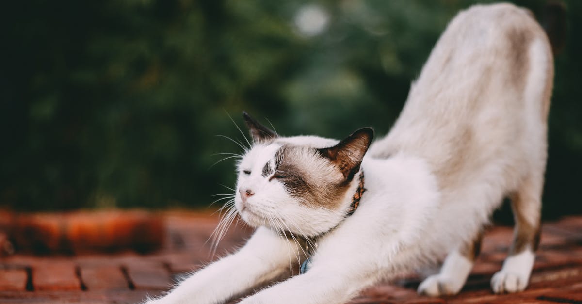 découvrez les bienfaits du stretching pour améliorer votre flexibilité, réduire le stress et optimiser votre bien-être général. nos conseils et exercices adaptés vous aideront à intégrer cette pratique essentielle dans votre routine quotidienne.