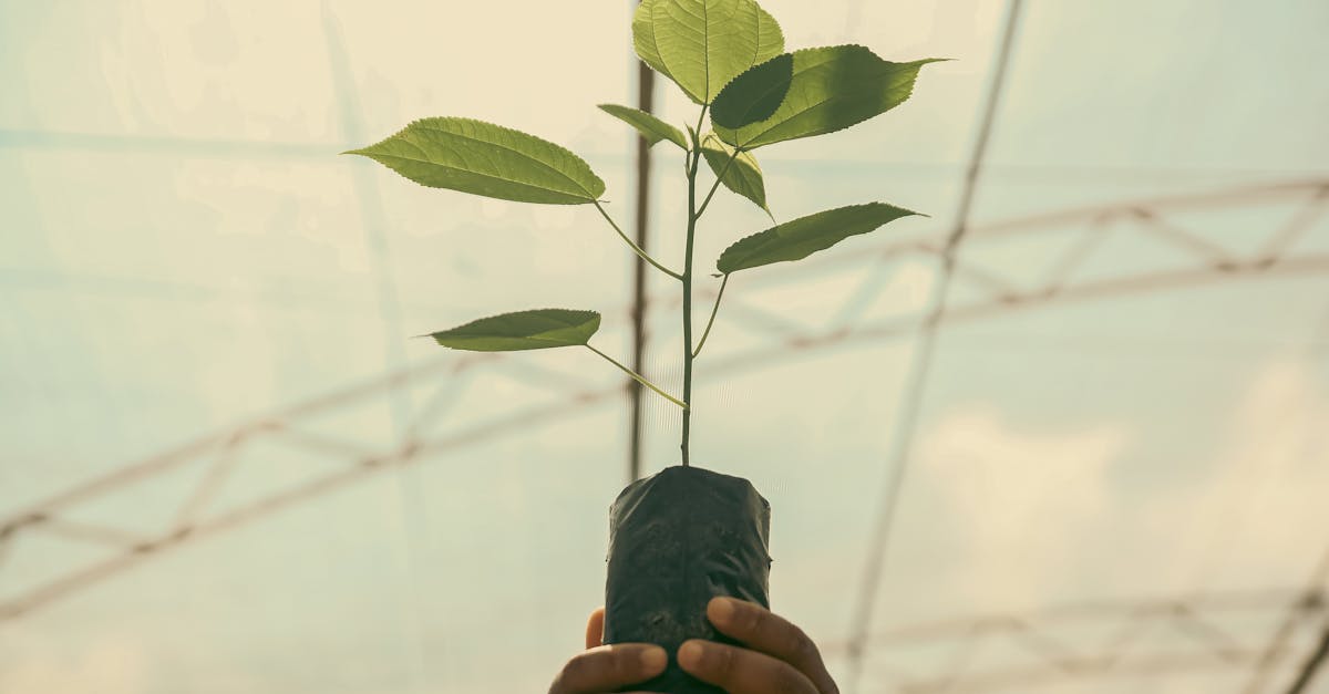 découvrez l'importance des matériaux sûrs dans votre quotidien. apprenez comment choisir des produits respectueux de la santé et de l'environnement pour un mode de vie plus durable.