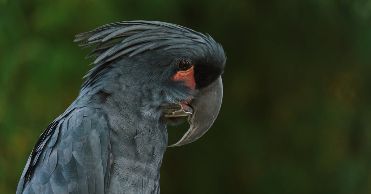 découvrez l'univers fascinant de l'animal piercing : une expérience unique pour embellir votre animal de compagnie. explorez nos conseils, tendances et astuces pour un piercing sûr et adapté à chaque espèce. offrez à votre fidèle compagnon une touche d'originalité tout en respectant son bien-être.