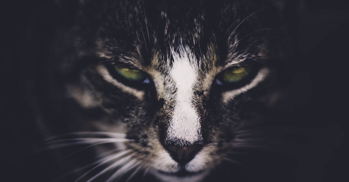découvrez l'univers fascinant du piercing animal, une pratique qui allie esthétique et respect des animaux ! apprenez comment les passionnés de ce style expriment leur amour pour leurs compagnons à travers des accessoires originaux et tendance.