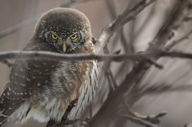 découvrez l'univers fascinant de l'animal piercing. apprenez tout sur les techniques, les tendances et les soins nécessaires pour un piercing réussi, que ce soit pour vos animaux de compagnie ou pour l'art corporel. plongez dans l'art de la piercings animal et exprimez votre passion avec style.