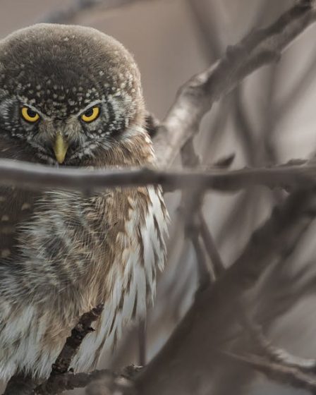 découvrez l'univers fascinant de l'animal piercing. apprenez tout sur les techniques, les tendances et les soins nécessaires pour un piercing réussi, que ce soit pour vos animaux de compagnie ou pour l'art corporel. plongez dans l'art de la piercings animal et exprimez votre passion avec style.