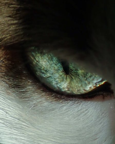 découvrez l'univers du piercing audacieux avec wild piercing. explorez des designs uniques et des options de personnalisation pour exprimer votre style. que vous soyez novice ou passionné, notre équipe d'experts vous accompagne dans votre aventure de piercing en toute sécurité.