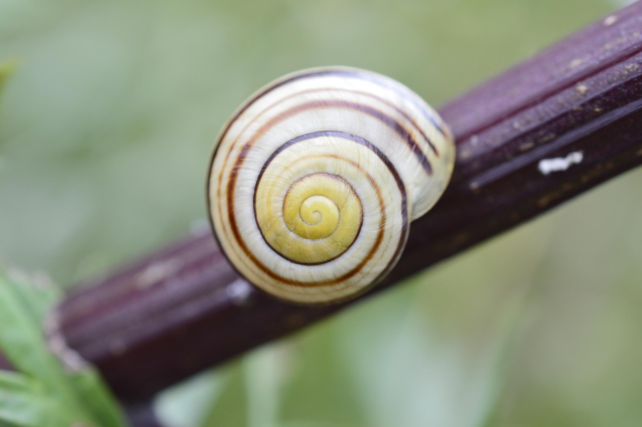 découvrez tout sur le conch piercing : soins, styles et tendances pour sublimer votre oreille avec ce piercing unique et élégant.