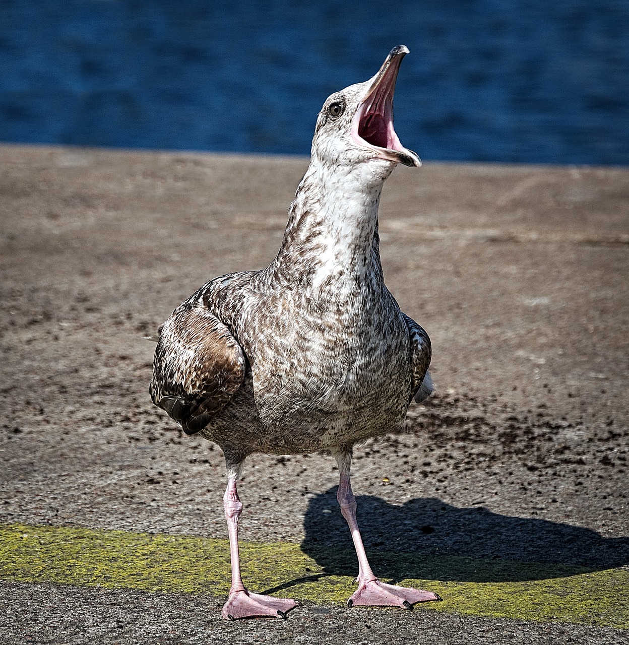 d&eacute;couvrez tout sur le daith piercing : soins, styles et conseils pour un anneau confortable et &eacute;l&eacute;gant dans le pli de votre oreille.