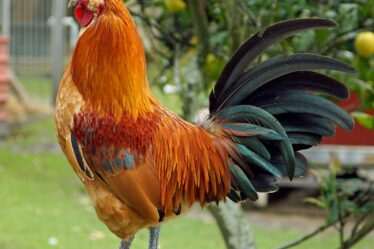 d&eacute;couvrez notre gamme d'earlobe stretchers pour &eacute;tirer vos lobes d'oreilles en douceur et style. adapt&eacute;s &agrave; tous les niveaux, ils allient confort et esth&eacute;tique.