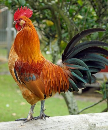 d&eacute;couvrez notre gamme d'earlobe stretchers pour &eacute;tirer vos lobes d'oreilles en douceur et style. adapt&eacute;s &agrave; tous les niveaux, ils allient confort et esth&eacute;tique.