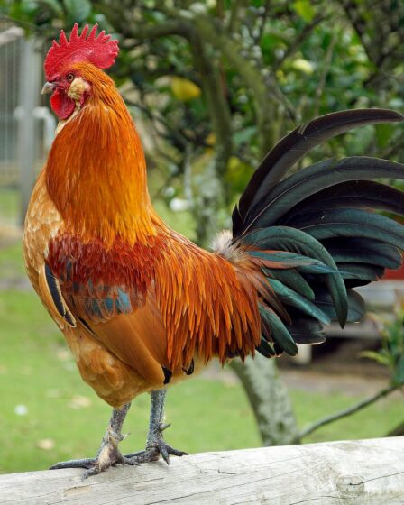 d&eacute;couvrez notre gamme d'earlobe stretchers pour &eacute;tirer vos lobes d'oreilles en douceur et style. adapt&eacute;s &agrave; tous les niveaux, ils allient confort et esth&eacute;tique.