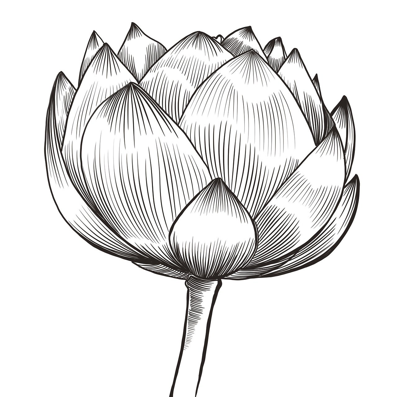 d&eacute;couvrez les caract&eacute;ristiques et significations des multiples lobes dans diff&eacute;rents contextes, de l'anatomie &agrave; la g&eacute;ologie, pour mieux comprendre leur r&ocirc;le et leur importance.