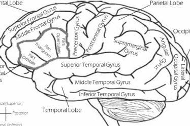 d&eacute;couvrez les caract&eacute;ristiques et l'importance des structures &agrave; lobes multiples dans divers domaines, de la biologie &agrave; l'ing&eacute;nierie.