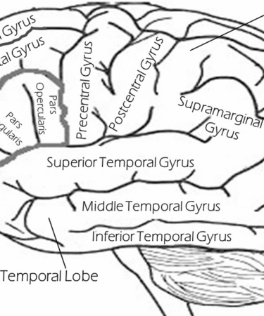 d&eacute;couvrez les caract&eacute;ristiques et l'importance des structures &agrave; lobes multiples dans divers domaines, de la biologie &agrave; l'ing&eacute;nierie.